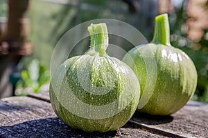 Fresh round zucchinis