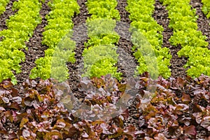 Fresh rows of green and red lettuce on a farm field