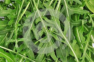 Fresh rucola leaves