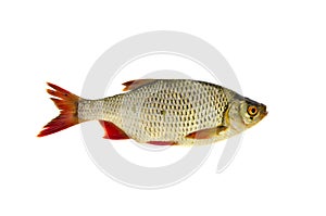 Fresh rudd (Scardinius erythrophthalmus) fish isolated on white