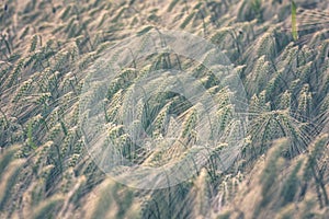 Fresh rye ears on the field, close-up, natural agricultural background