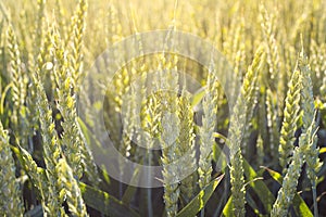 Fresh rye field on sunset in Poland