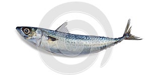 Fresh saba fish Mackerel isolated on white background. File contains a clipping path
