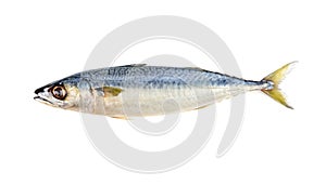 Fresh Saba Mackerel from the Atlantic Ocean Rich in HDL Omega3