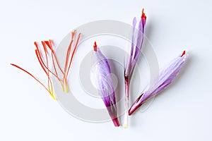 Fresh saffron flower and dried saffron threads on a white background.