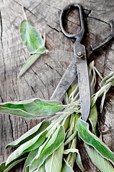 Fresh sage