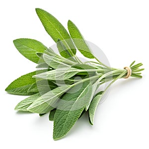 Fresh sage herb isolated on white background