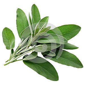 Fresh sage herb leaves isolated on white trnsparent