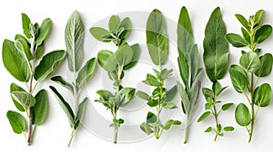Fresh Sage Herb Set Isolated on White Background with Clipping Path - Full Depth of Field Focus Stacking photo