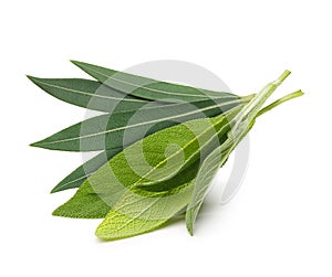 Fresh sage leaves and Eucalyptus isolated