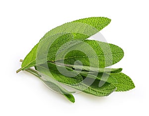 Fresh sage leaves isolated