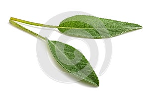 Fresh  sage leaves