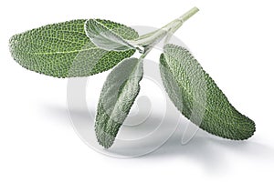 Fresh Sage leaves Salvia officinalis isolated w  clipping paths