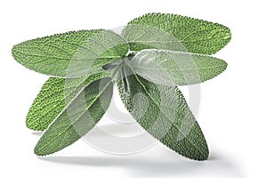 Fresh Sage leaves Salvia officinalis isolated w  clipping paths