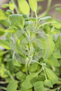 Fresh Sage Plant