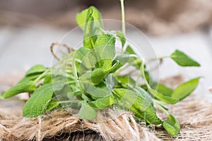 Fresh Sage Plant