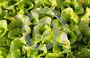 Fresh salad background just watered photo