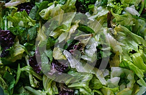 Fresh salad from different types of greens , seasoned with olive oil and lime juice with lemon