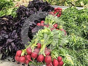 Fresh salad greens organic vegetables on shelves in supermarket