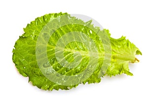 Fresh salad leaf