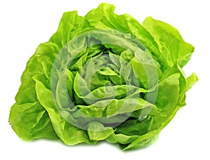 Fresh salad lettuce