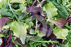 Fresh salad of mixed greens