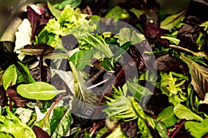 Frisch Salat gemischt Gemüse salat Rucola, Gegenstand aus der nähe gesund mahlzeit Grün mahlzeit 