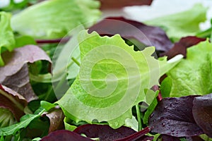 Fresh salad of mixed tender leaf vegetables