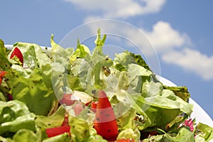 Fresh salad and tomato