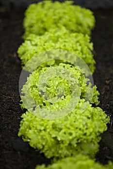 Fresh salad with water drops after the rain.