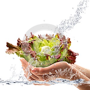 Fresh salade hand-hend falling in water