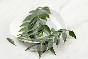 Fresh Salam Koja Curry Leaves or Kadi Patta Daun Kari