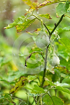 Fresh salanum melongena on the tree