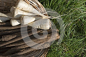 Fresh Salfify, tragopogon porrifolius and Root Parsley, petroselinum crispum