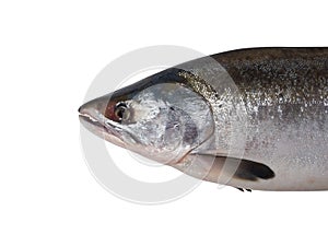 Fresh salmon fish on a white background. Studio photography