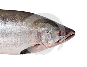 Fresh salmon fish on a white background. Studio photography