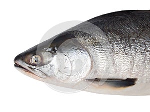 Fresh salmon fish on a white background. Studio photography