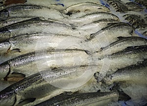 Fresh salmon fishmonger