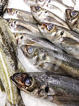 Fresh salmon fishmonger