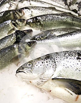 Fresh salmon fishmonger