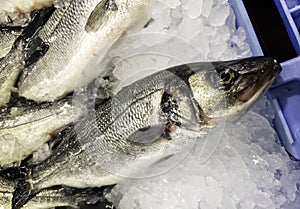 Fresh salmon fishmonger