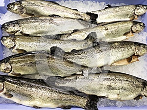 Fresh salmon fishmonger