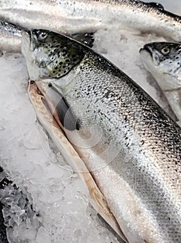 Fresh salmon fishmonger