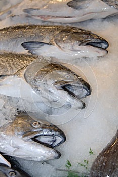 Fresh salmon on ice