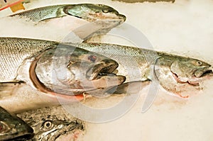 Fresh salmon on ice