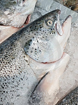 Fresh salmon on ice tray ready for sale in seafood market.