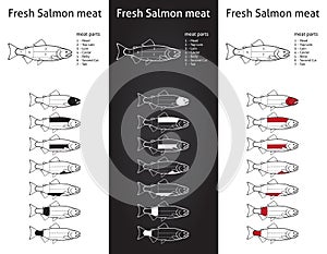 Fresh salmon meat diagram