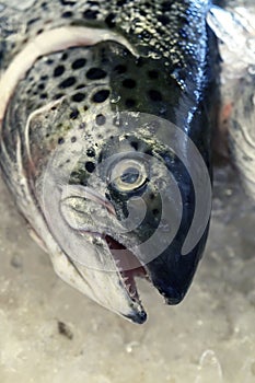 Fresh salmon at stall of fishmonger