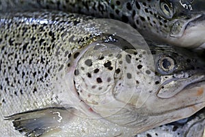 Fresh salmon at stall of fishmonger