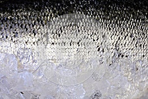 Fresh salmon at stall of fishmonger